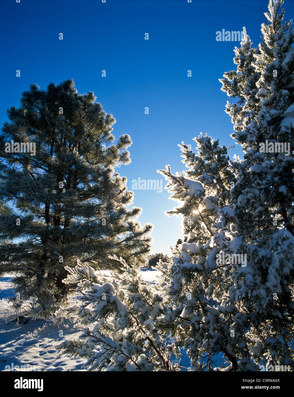 Ice in trees with fresh snow south of Flagstaff, Arizona. Sunburst ...
