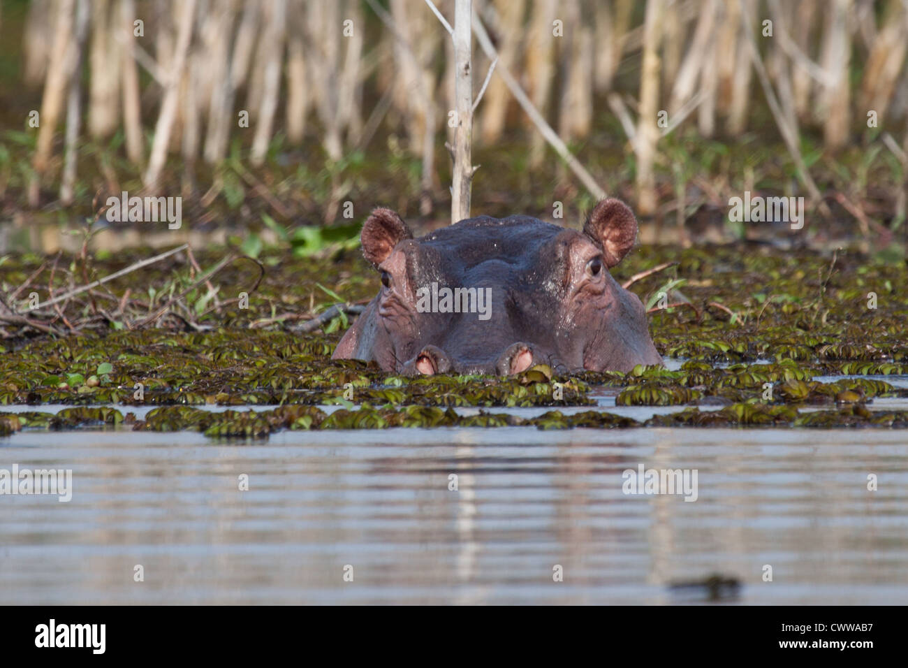 Hippopotamus in Lake Niavasha, Kenya Stock Photo