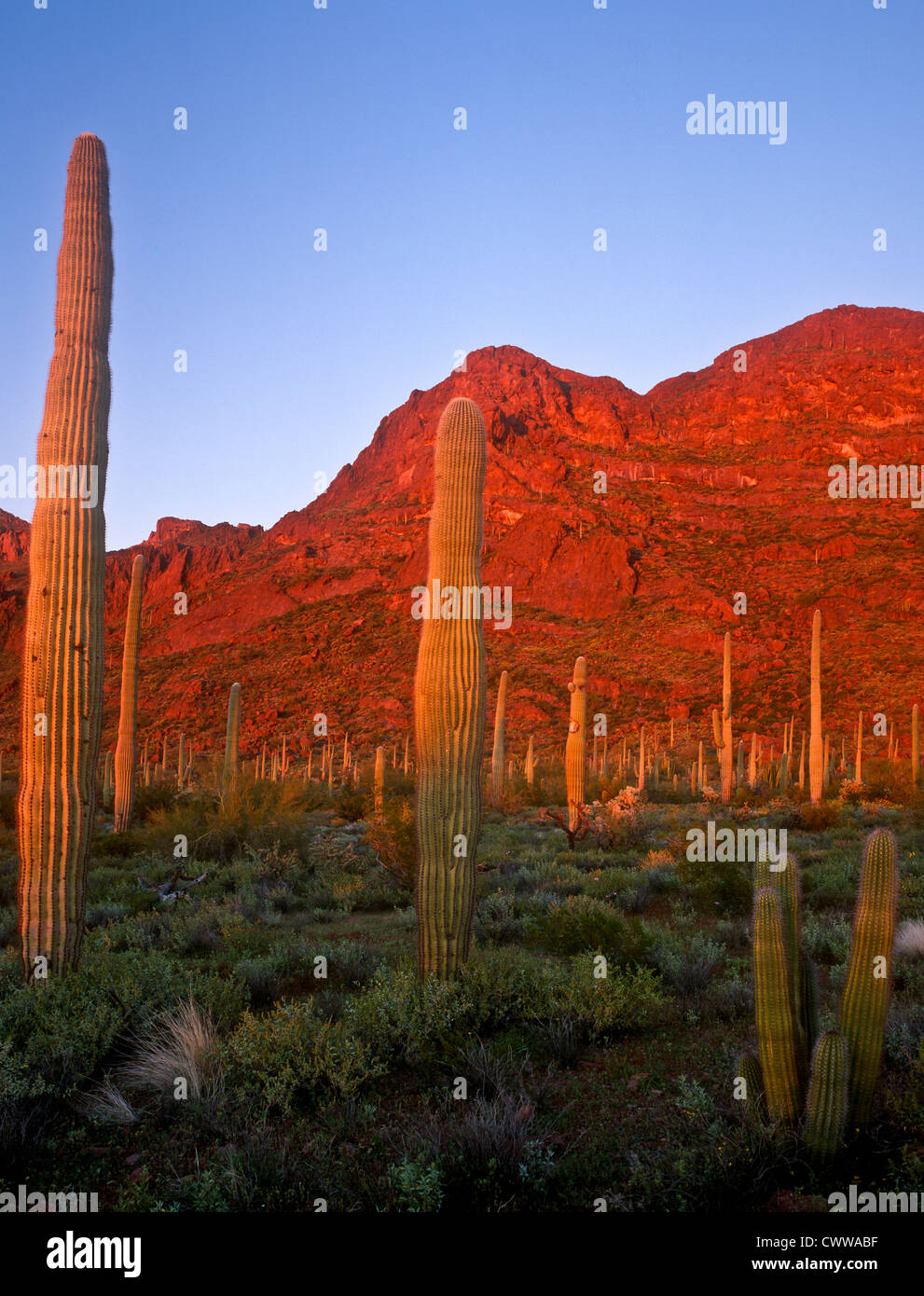 Organ Pipe Cactus National Monument is a U.S. National Monument and