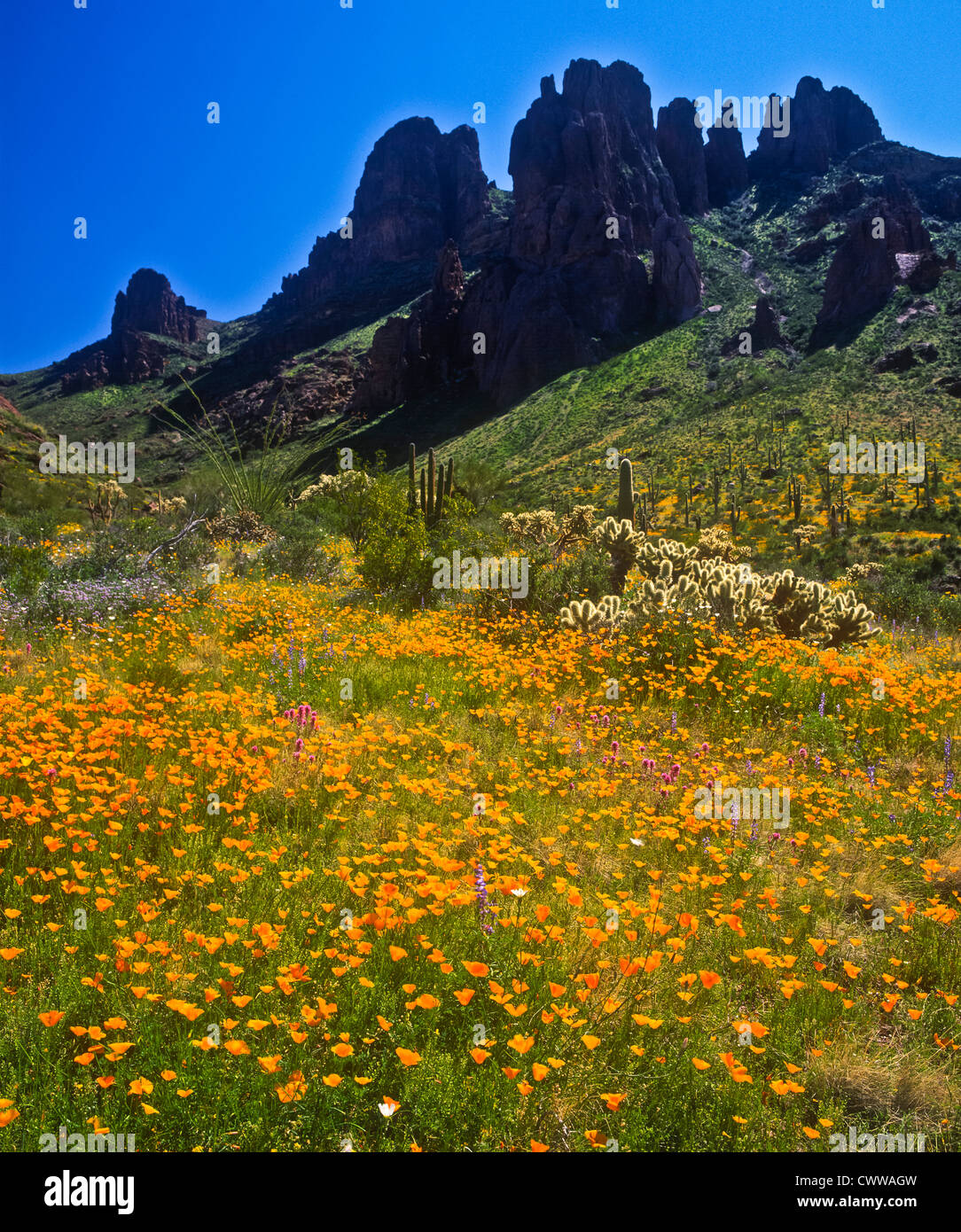 Organ Pipe Cactus National Monument Is A U.s. National Monument And 