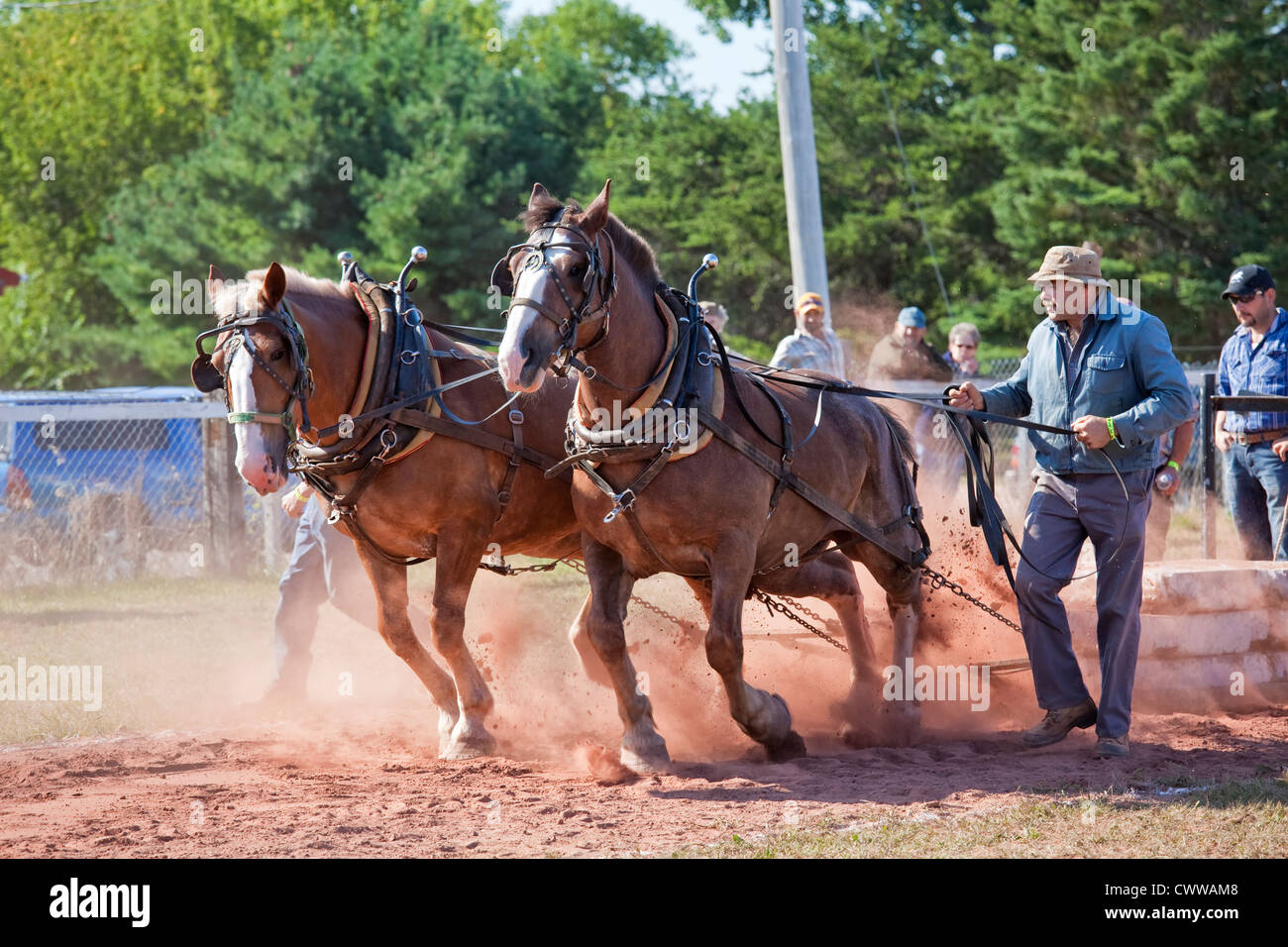 The horse pull competition at the Evangeline Agricultural Exhibition