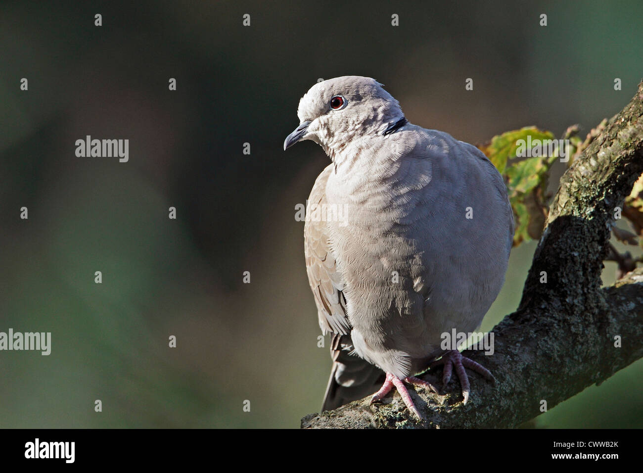 A Collared Dove (Streptopelia decaocto) perched on a tree branch. Stock Photo