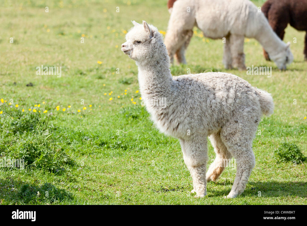 Baby Alpaca (Cria) Stock Photo