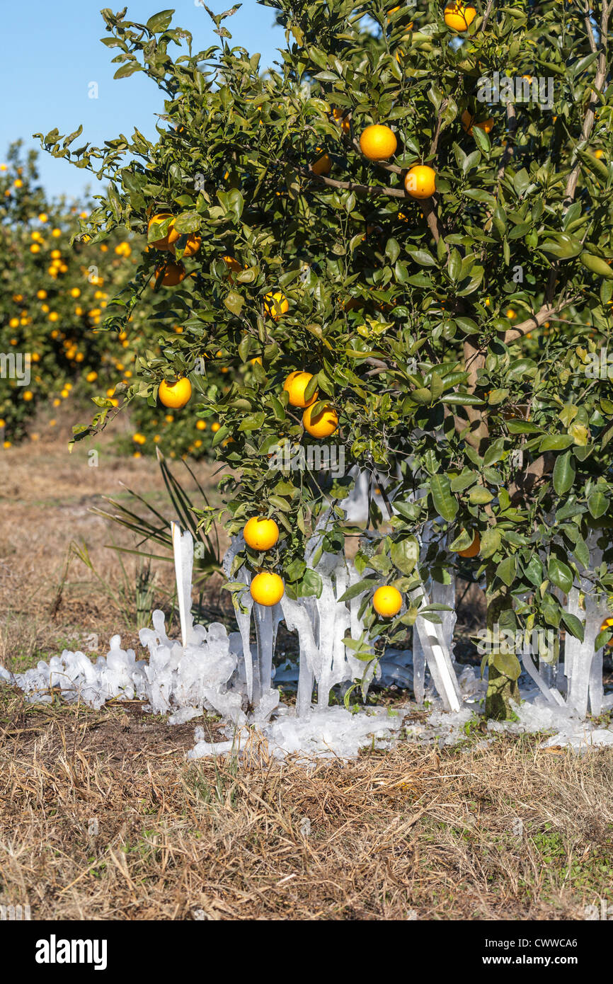 Icicles remaining from freeze protection on orange trees in Central