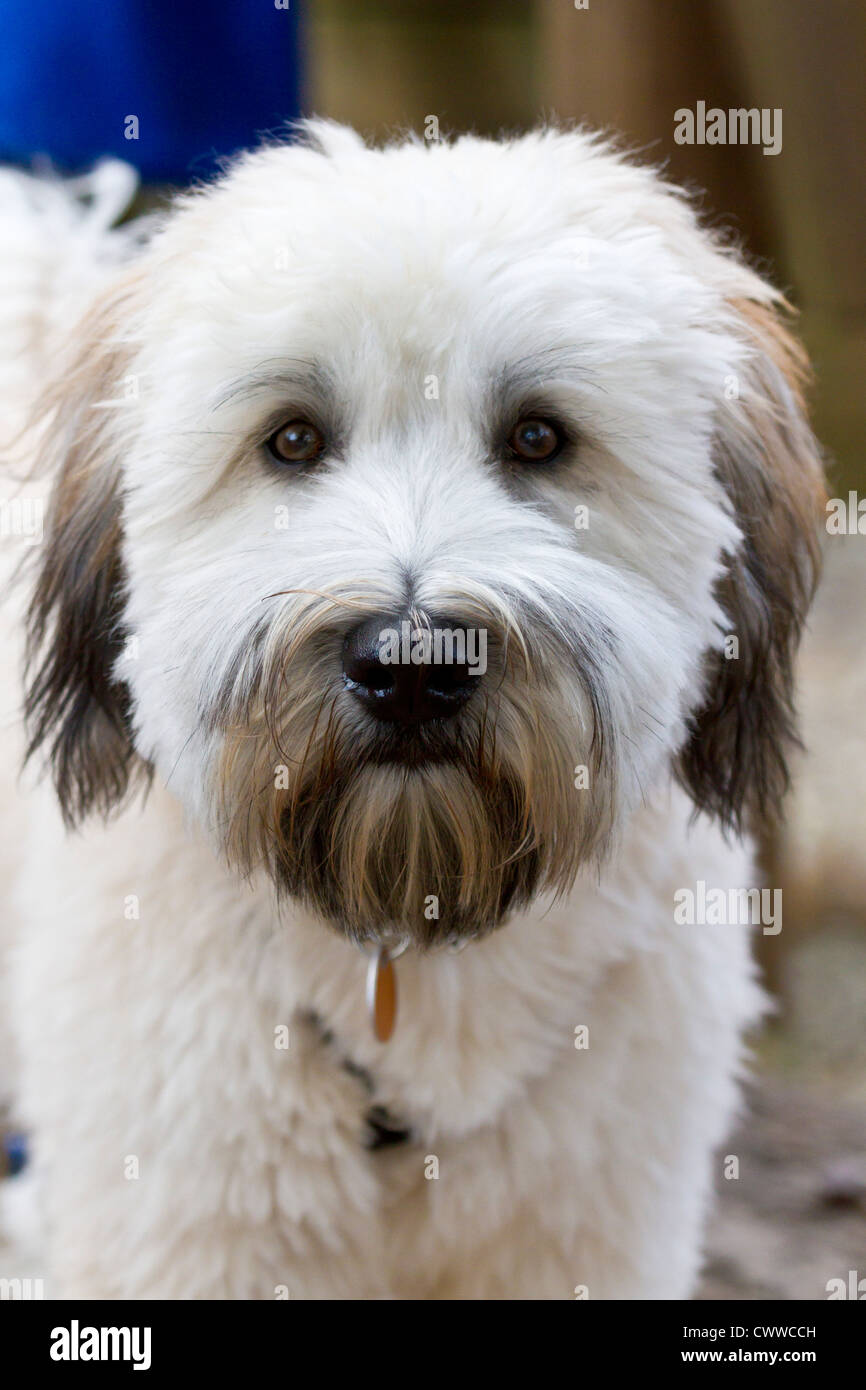 Soft Coated Wheaten Terrier Puppy Stock Photo 50345697 Alamy