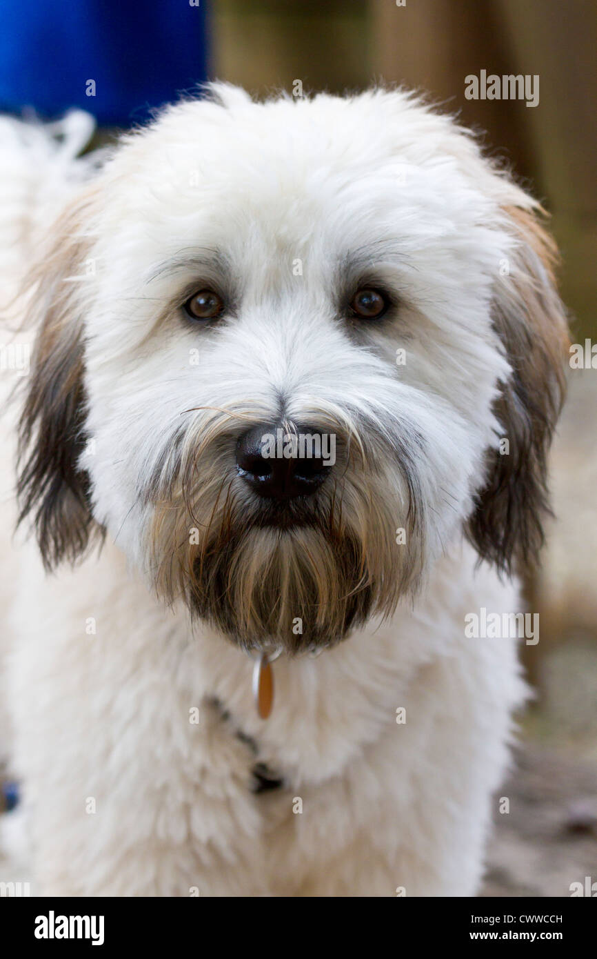 Soft Coated Wheaten Terrier puppy Stock Photo