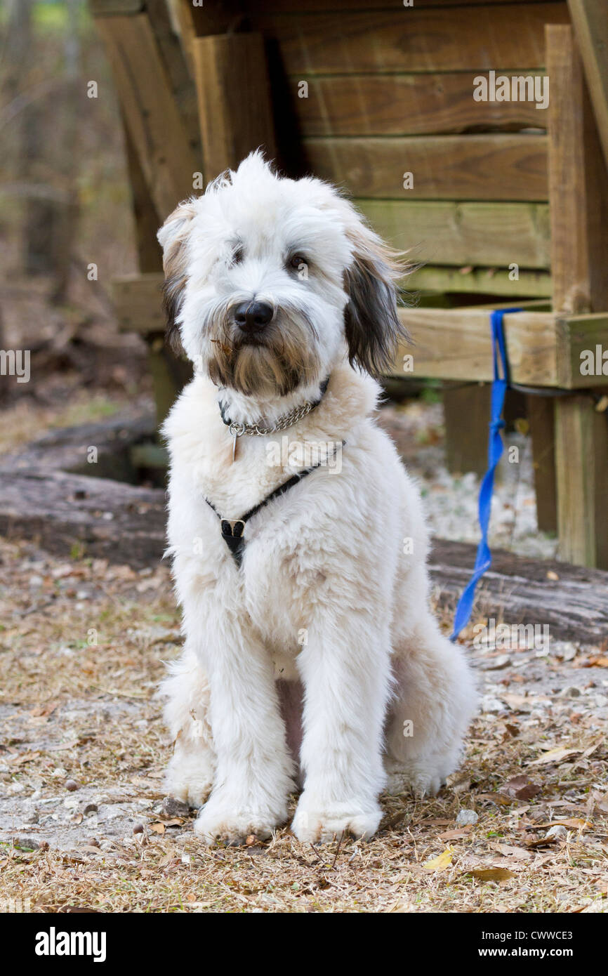 Soft Coated Wheaten Terrier Puppy Stock Photo 50345739 Alamy