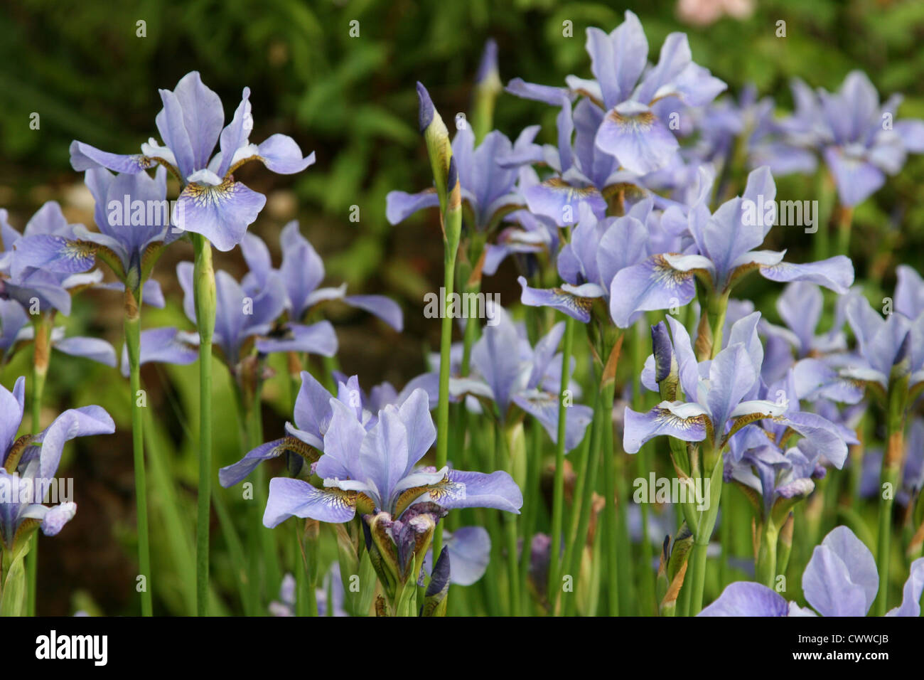 Purple Flowers in a Meadow Stock Photo - Alamy