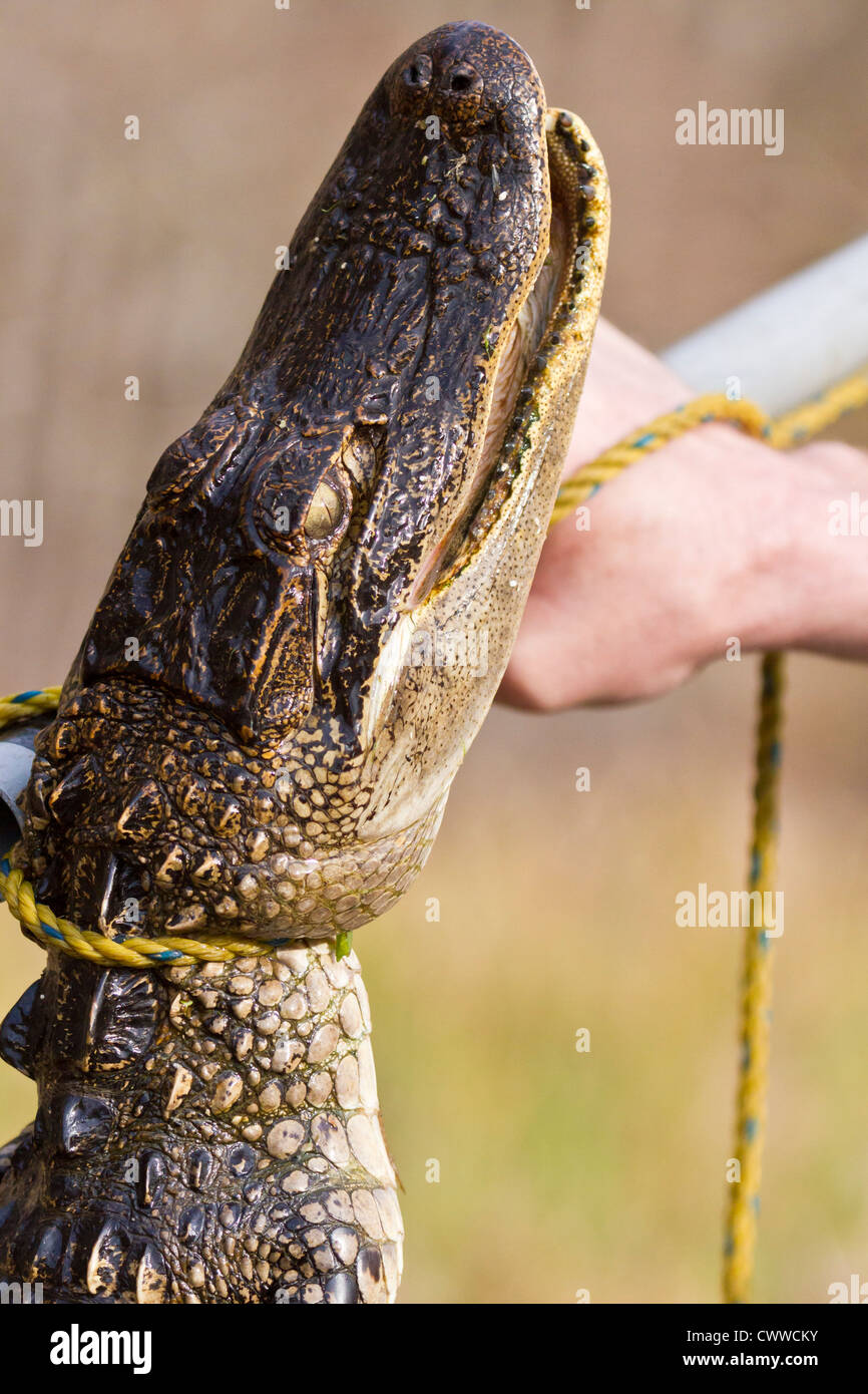 Young American Alligator (Alligator mississippiensis) being captured using a snare pole in Central Florida Stock Photo