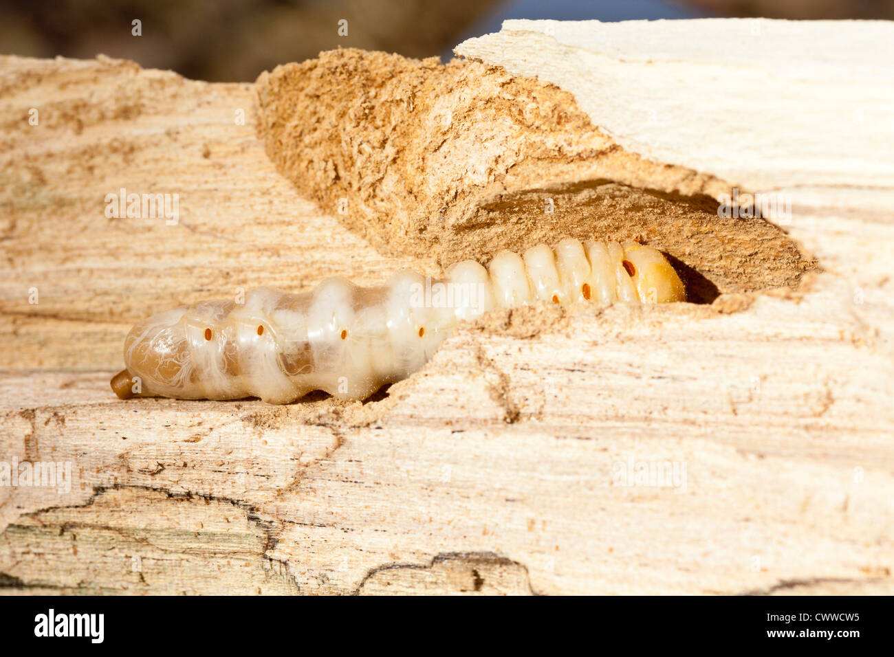 White grub eating the wood of a dead tree in Central Florida Stock Photo