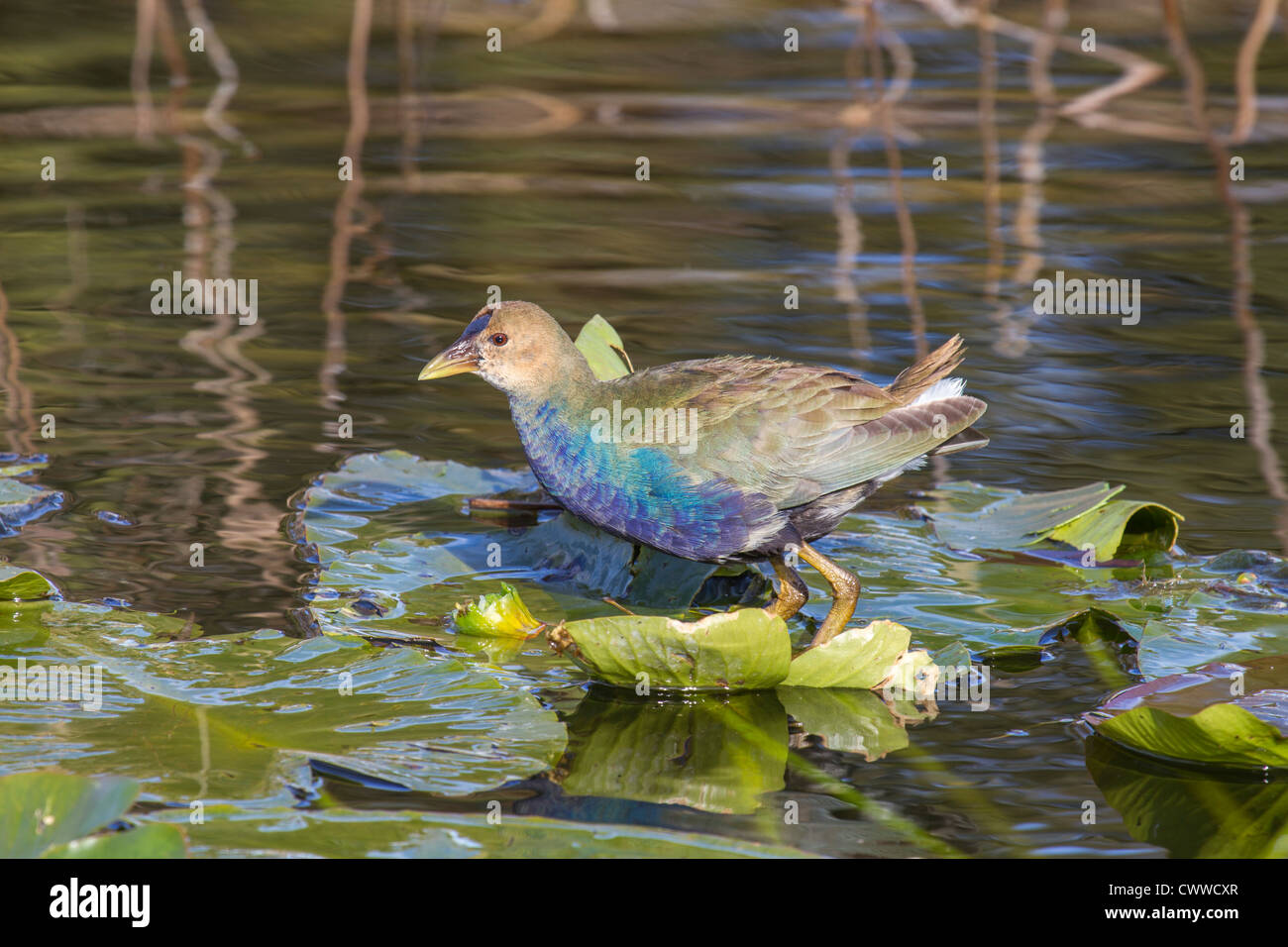 Juvenile American Purple Gallinule standing on lily pads at park in Leesburg, Florida Stock Photo