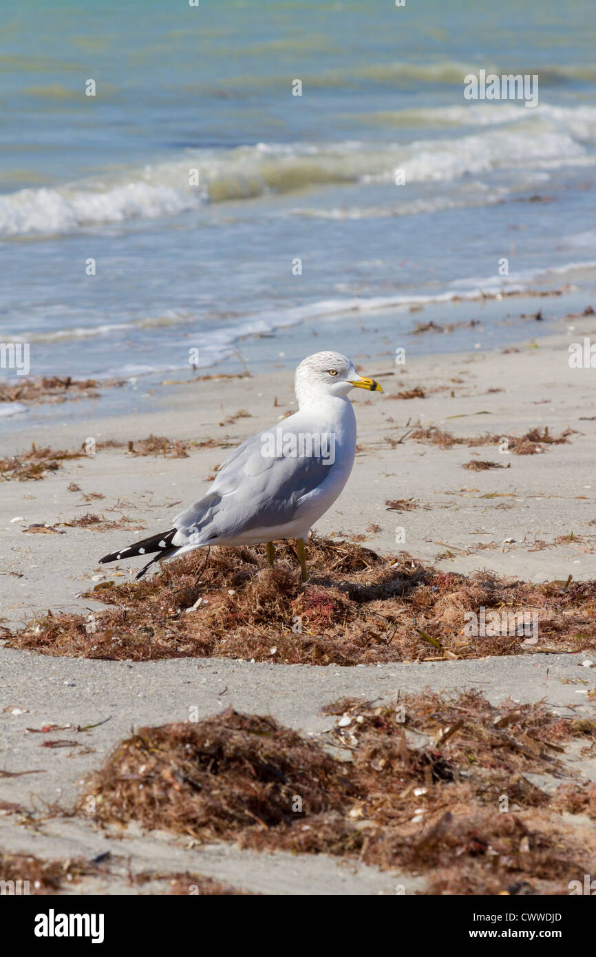 Seagull at waterline of sand beach at Reddington Shores, Florida Stock Photo