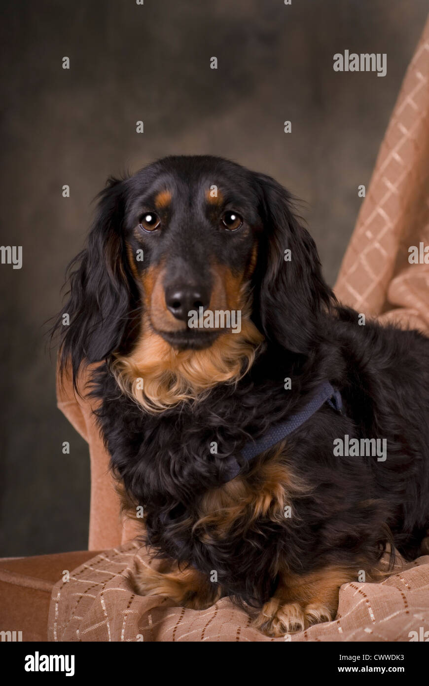 Vertical studio shot of a long-haired black and tan Dachshund looking into the camera. Stock Photo