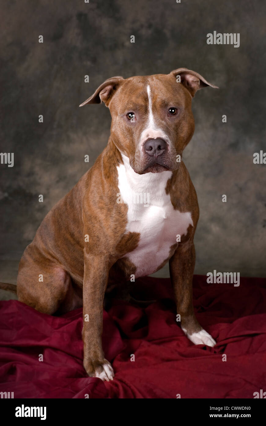 Vertical studio shot of a Pit Bull against a mottled green background. Stock Photo