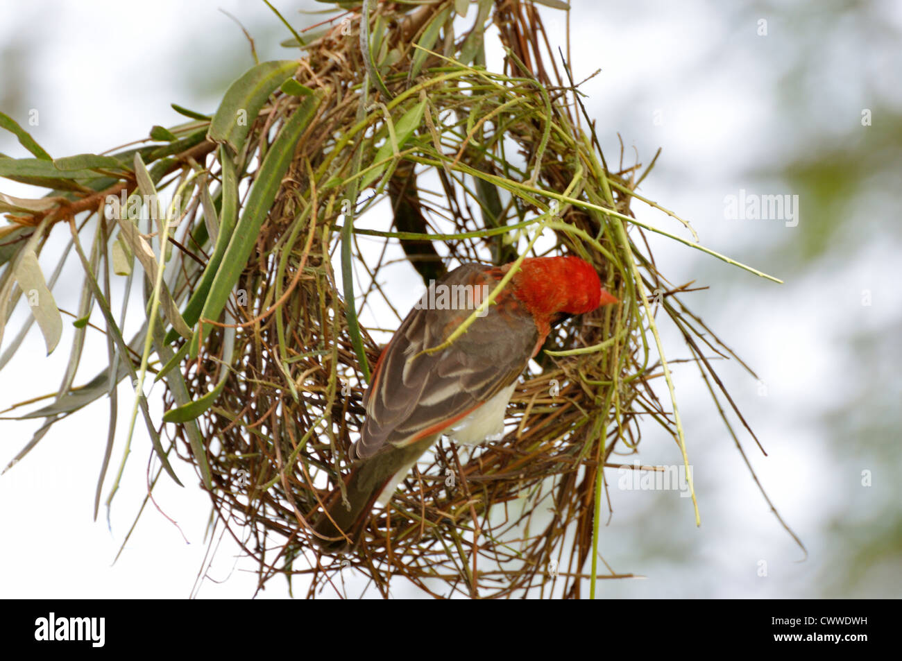 Red-headed Weaver building its Nest Stock Photo