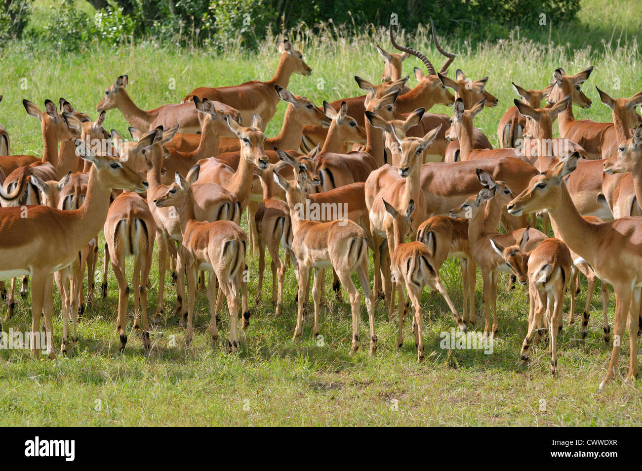 Herd of Impala Stock Photo