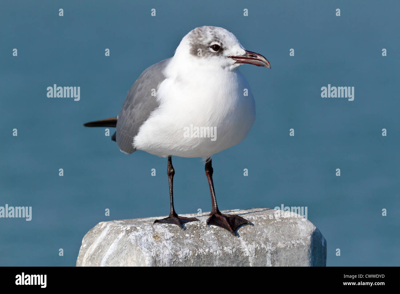 Sea gull standing on concrete piling at Fort De Soto county park in Tierra Verde, Florida Stock Photo