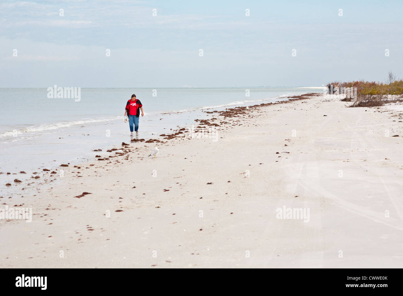 Woman looking for shells along coast line in Fort De Soto county park in Tierra Verde, Florida Stock Photo