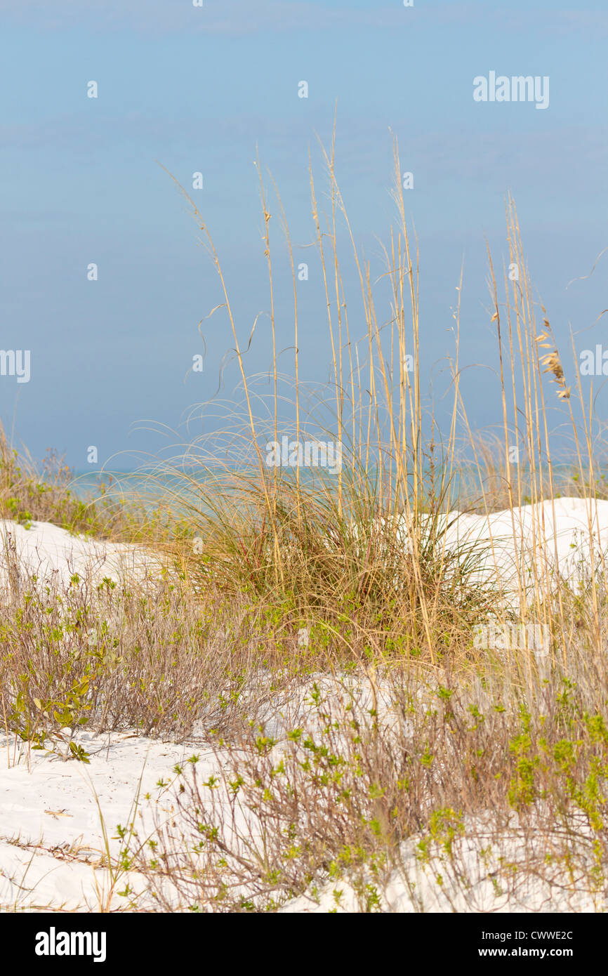 Dunes and sea grasses along coast line in Fort De Soto county park in Tierra Verde, Florida Stock Photo