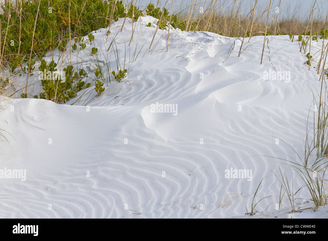 Dunes and sea grasses along coast line in Fort De Soto county park in Tierra Verde, Florida Stock Photo