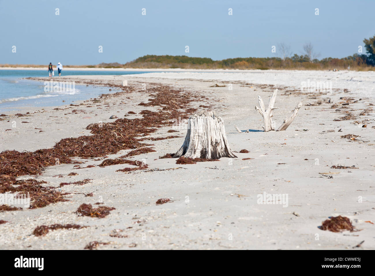 Dead tree stumps and roots along coast line in Fort De Soto county park in Tierra Verde, Florida Stock Photo
