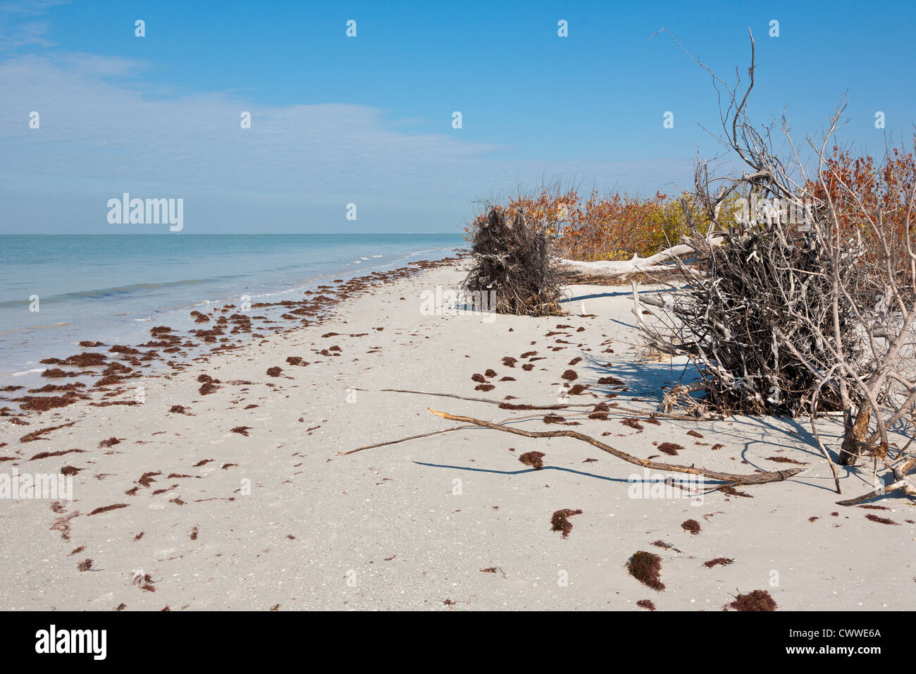 Trees uprooted from erosion along coast line in Fort De Soto county park in Tierra Verde, Florida Stock Photo