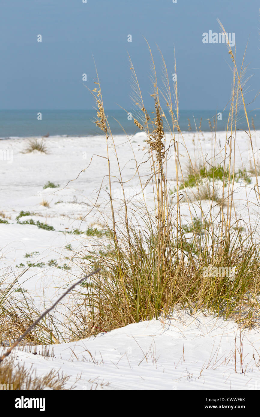 Dunes and sea grasses along coast line in Fort De Soto county park in