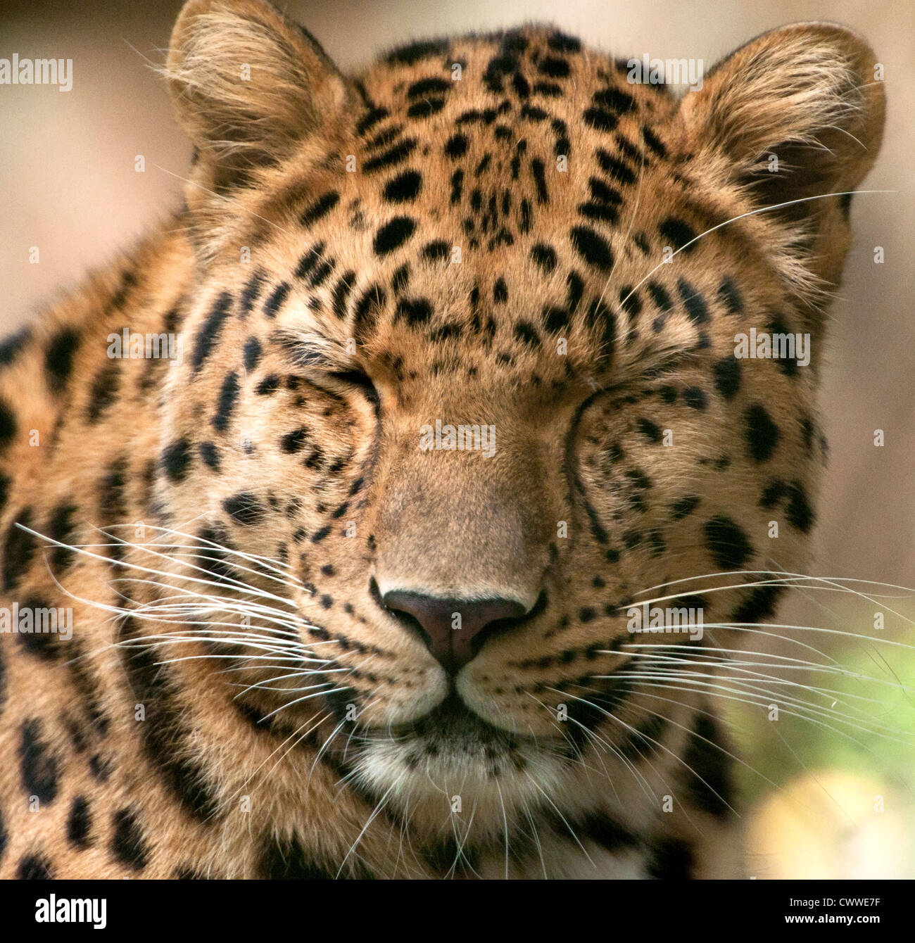 Male Amur leopard with eyes closed Stock Photo: 50347123 - Alamy