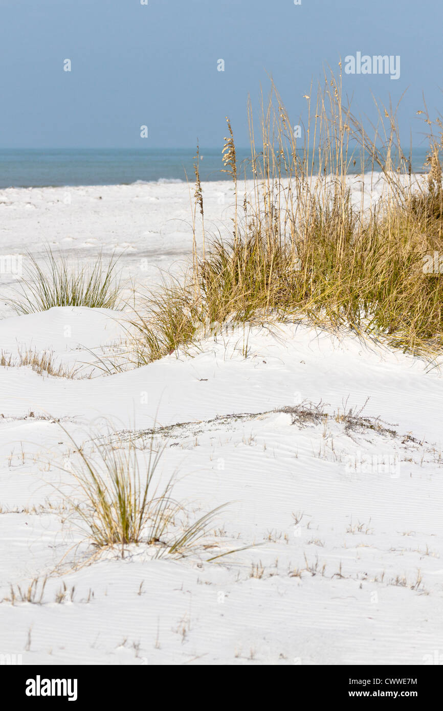 Dunes and sea grasses along coast line in Fort De Soto county park in ...