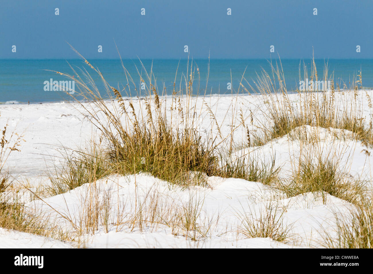 Dunes and sea grasses along coast line in Fort De Soto county park in ...