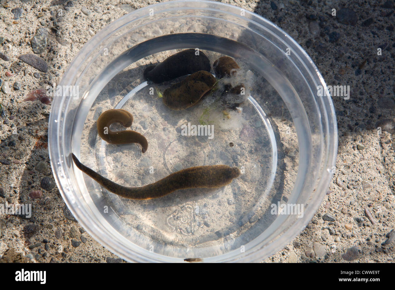 Leeches swim in a bait tub Stock Photo - Alamy