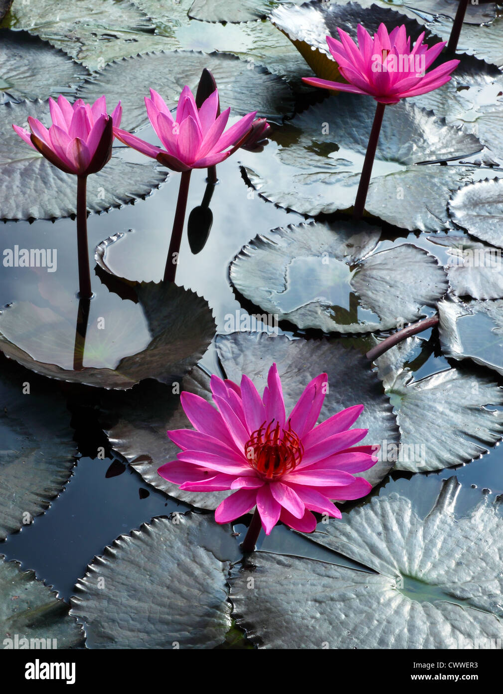 Water lily lotus flower and leaves Stock Photo - Alamy