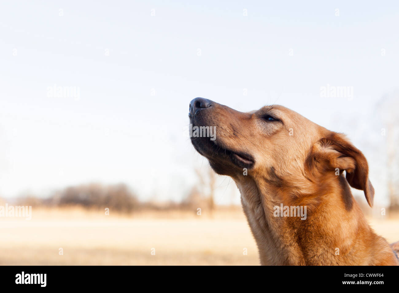 Close up of dogs face Stock Photo
