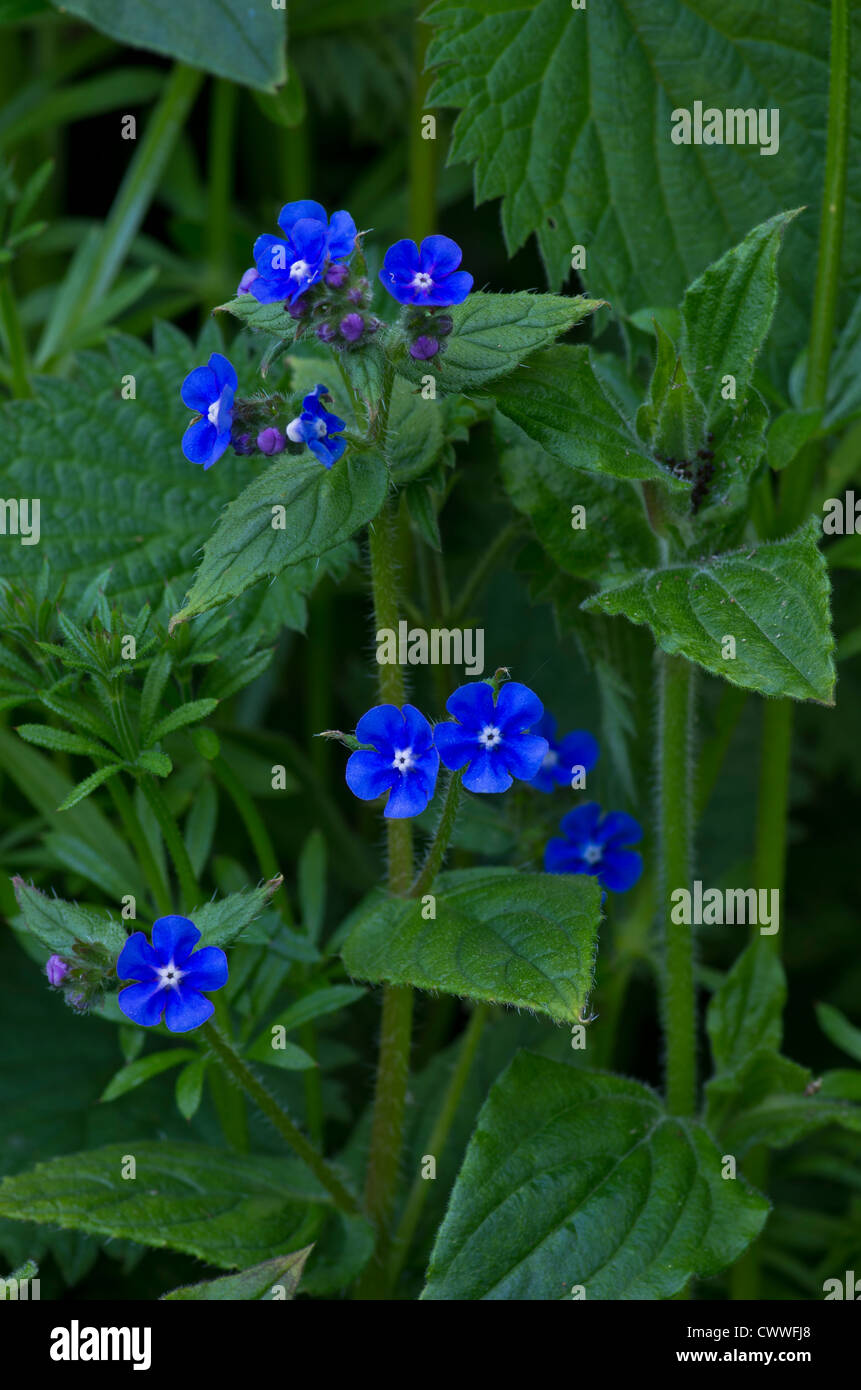 Green Alkanet,. Probably an introduced plant of wood edges and lane sides, increasing and becoming widespread. Stock Photo