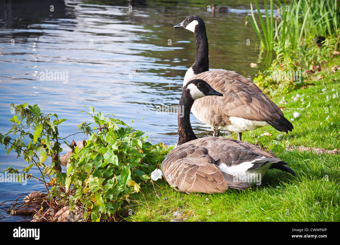 Two wild Canadian goose on the coast of Saimaa lake in Finland Stock Photo