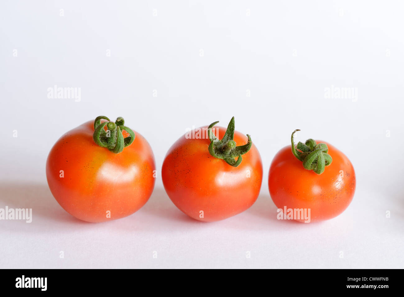 Three Gardeners Delight tomatoes Stock Photo