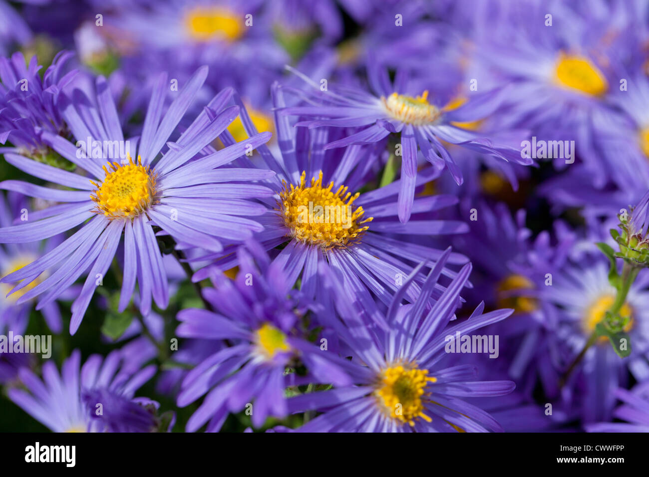 Close up of Michaelmas daisies - Aster in flower, UK Stock Photo