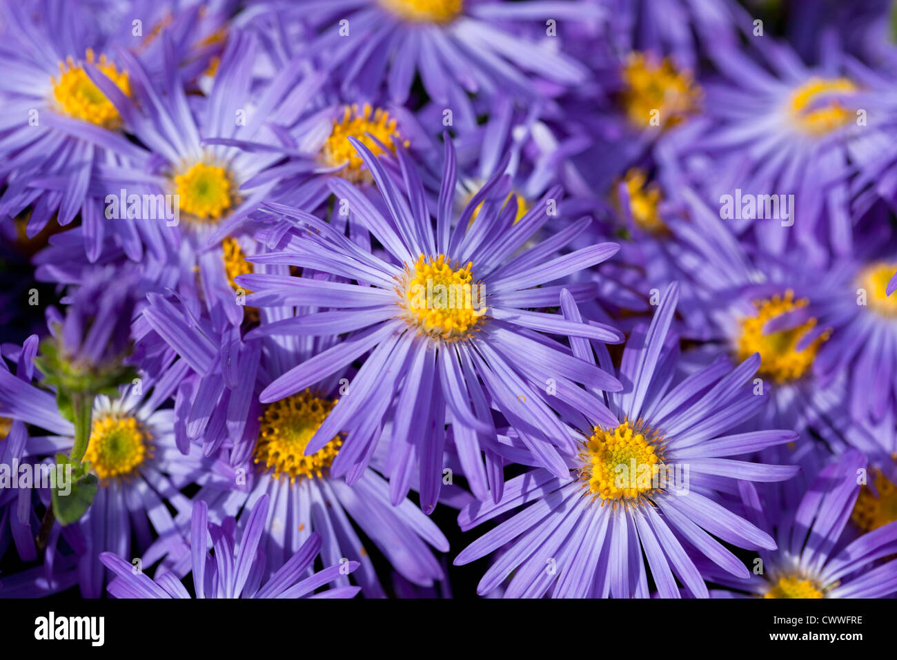 Close up of blue / purple asters -  Michaelmas daisies in flower, UK Stock Photo