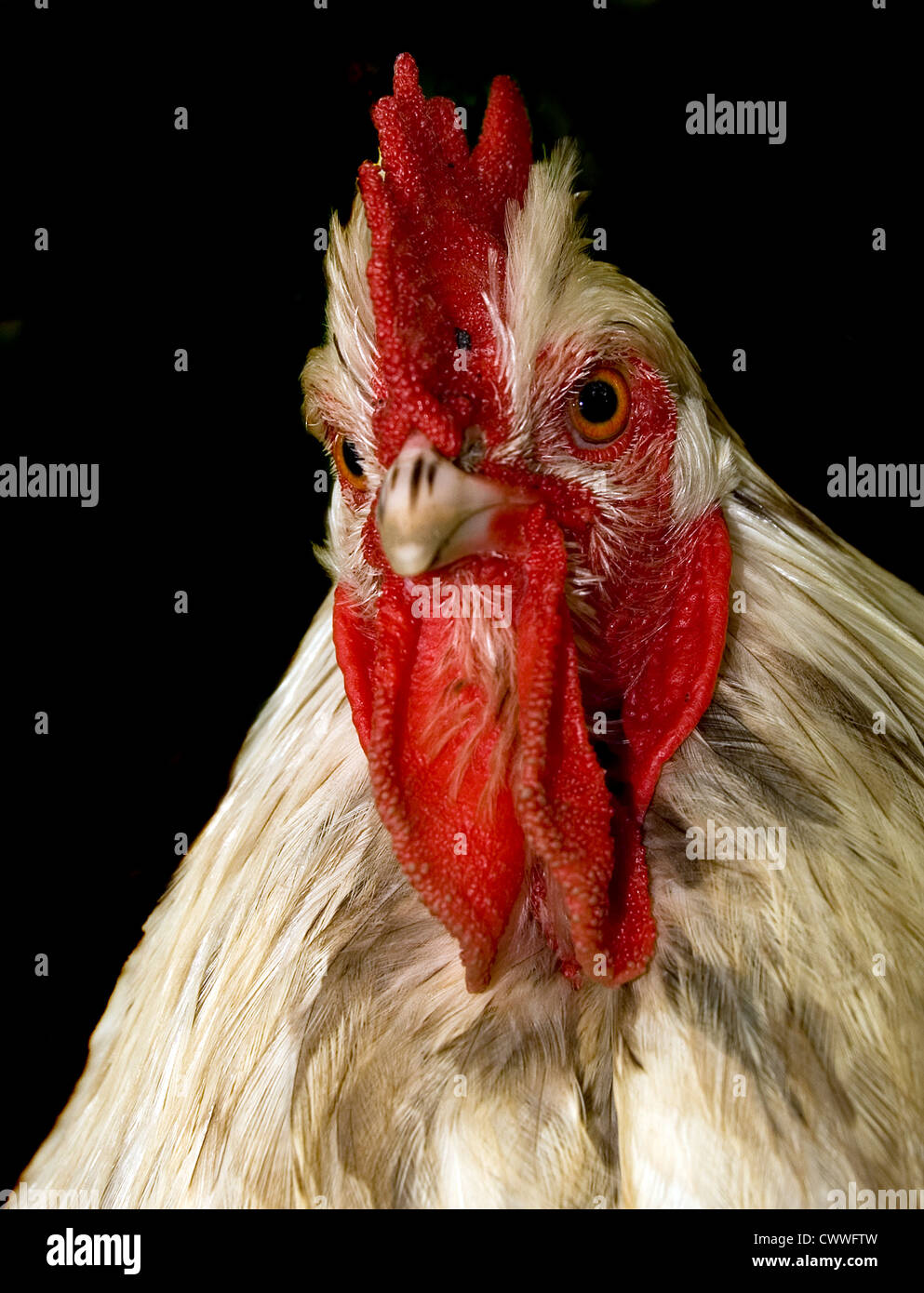 Outraged Chicken Angry looking chicken Stock Photo - Alamy
