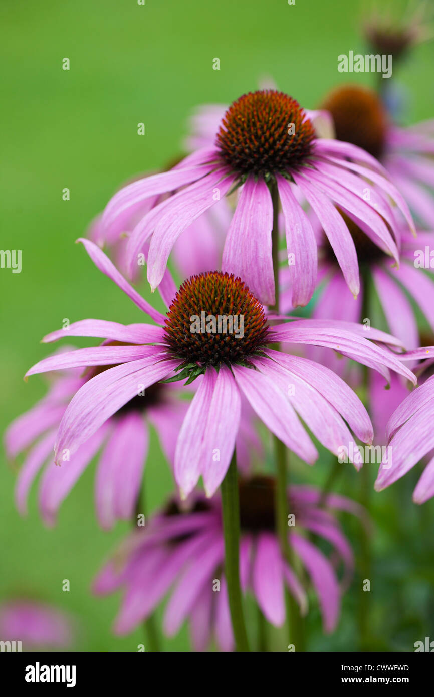 Close up purple Echinacea purpurea flowering in a garden in Wiltshire against a blurred green background, Autumn, UK Stock Photo