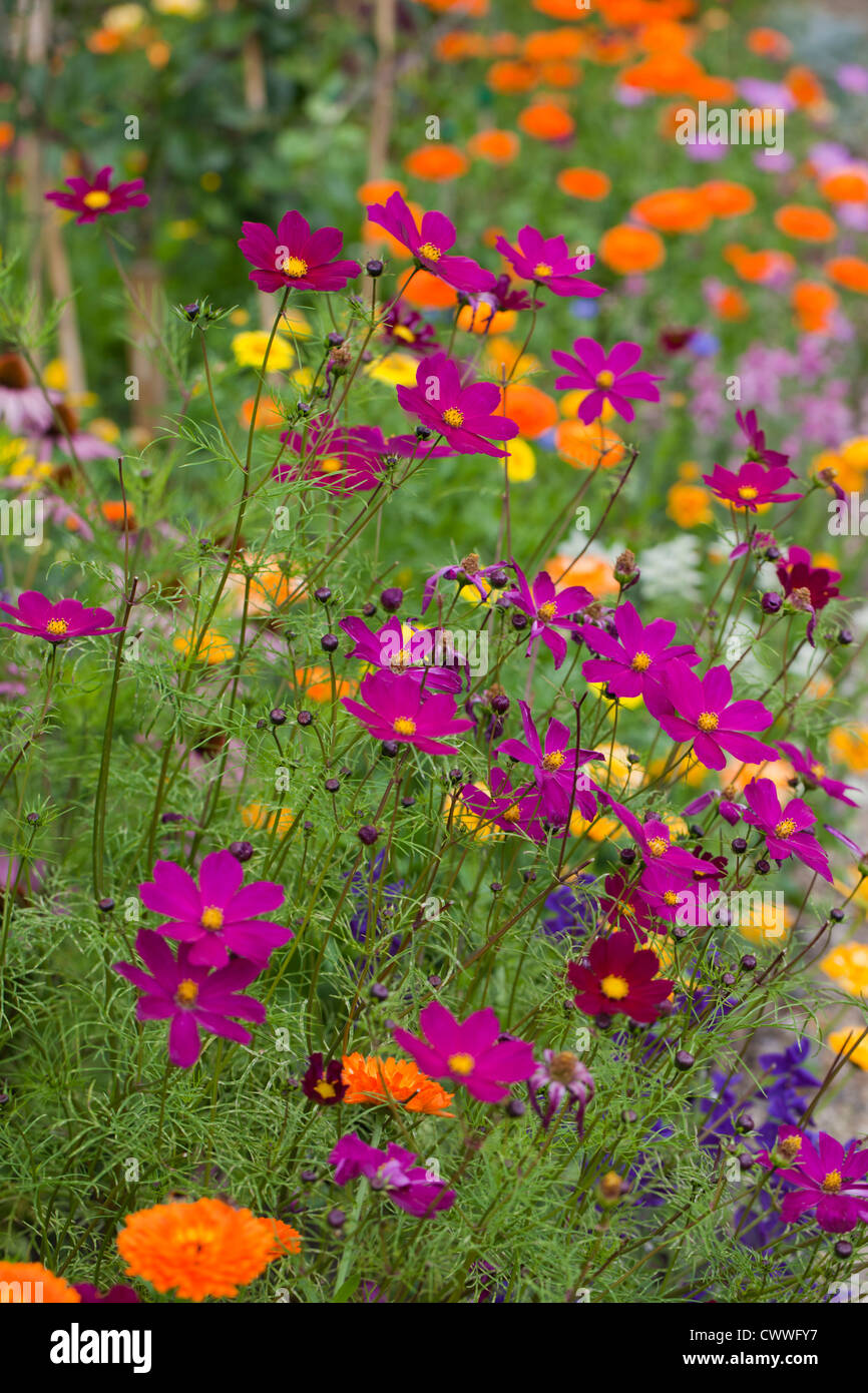 Close up of a pretty bright summer flower border in an English cottage ...