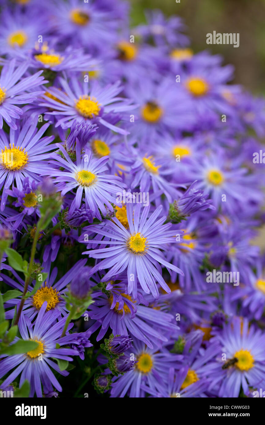 Close up of Michaelmas daisies in flower, UK Stock Photo