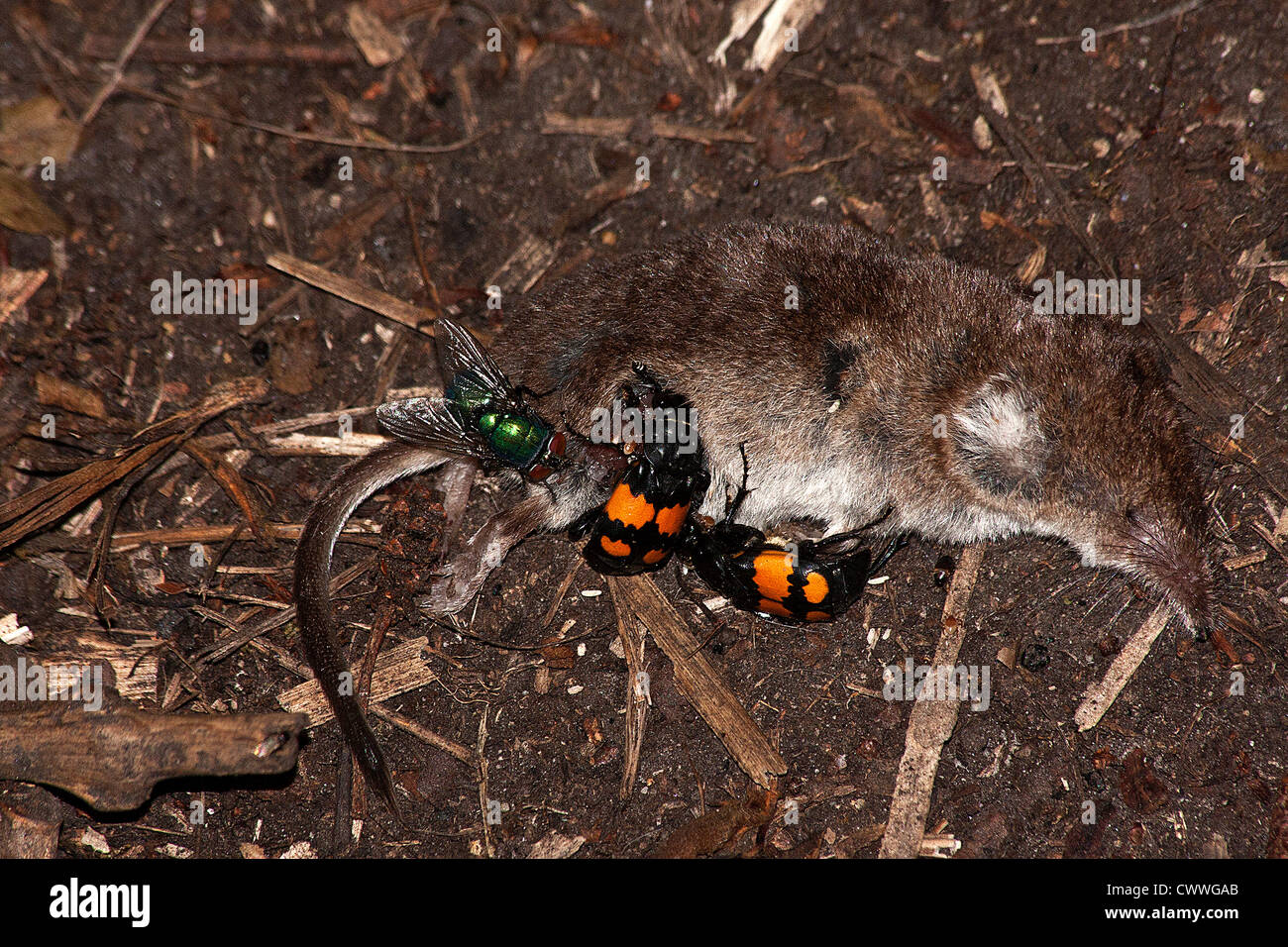 Sexton beetles and a green bottle on a Common Shrew Stock Photo