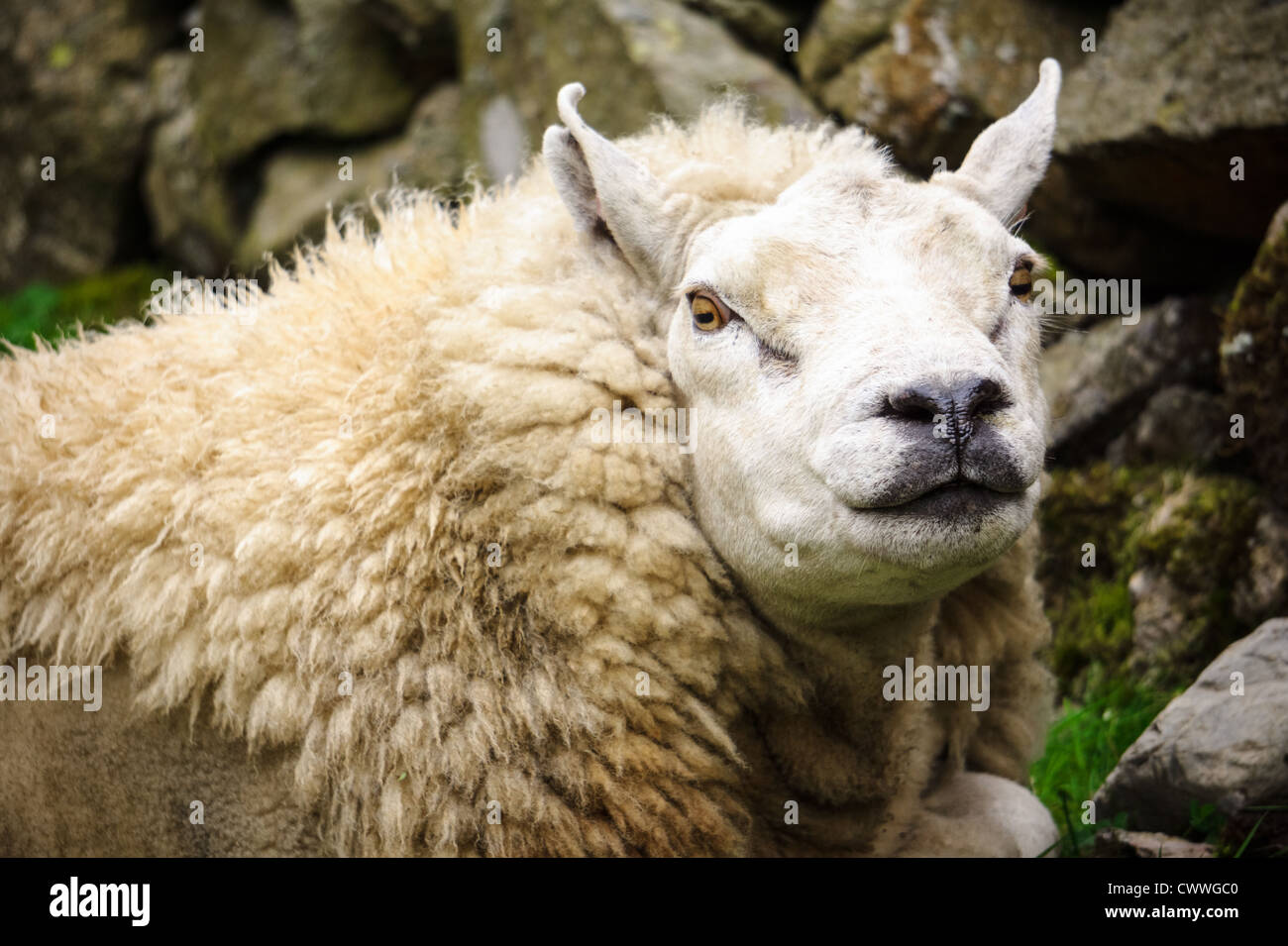 The heavy set features of a Texel Sheep sheltering behind a stone wall in the Lake District. Stock Photo