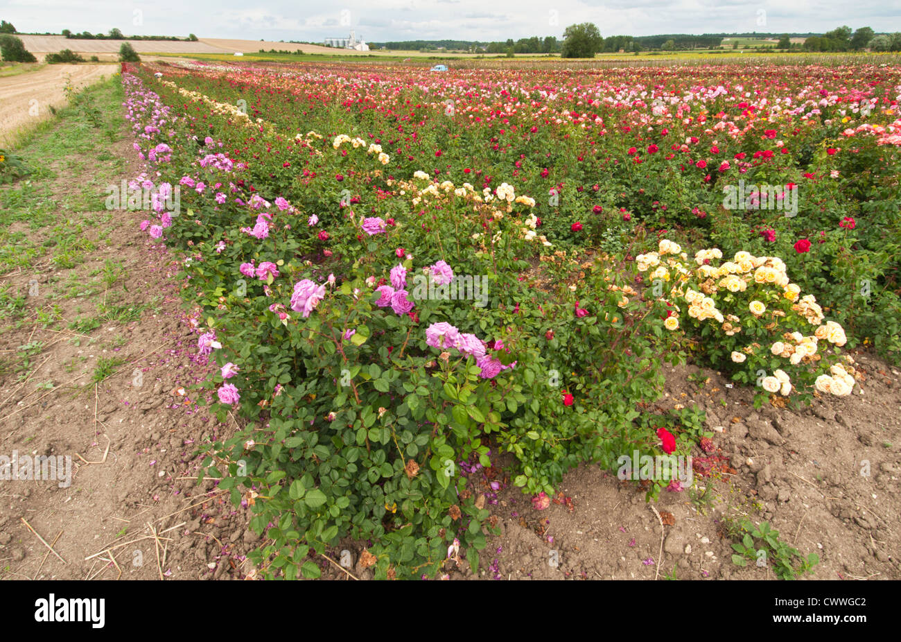 Field of roses at Rochemenier, Maine-et-Loire, Pays de la Loire, France. Stock Photo