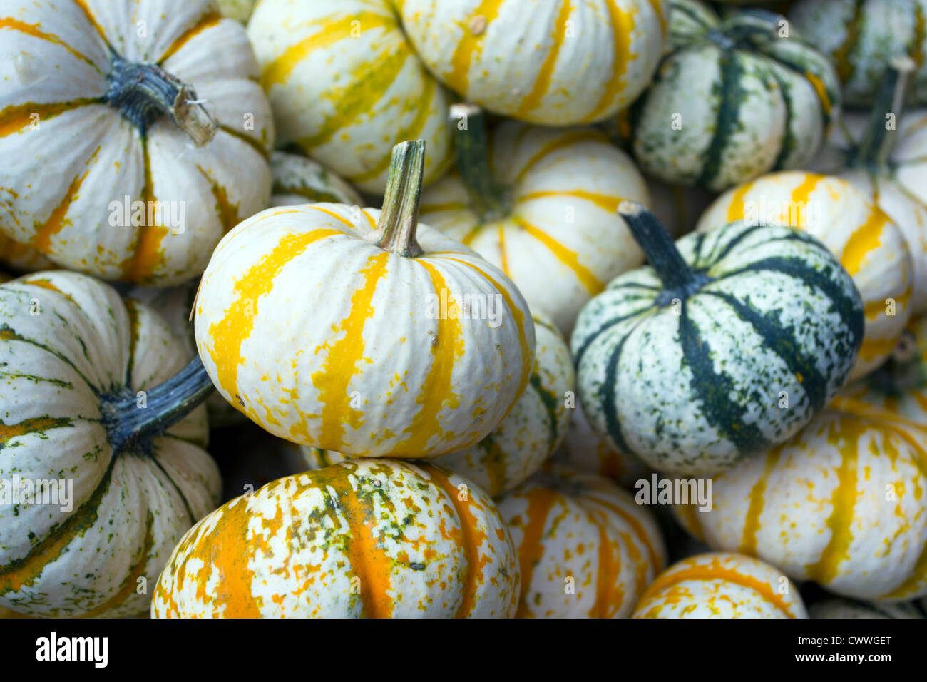Variety of gourds for sale at an outdoor market Stock Photo Alamy