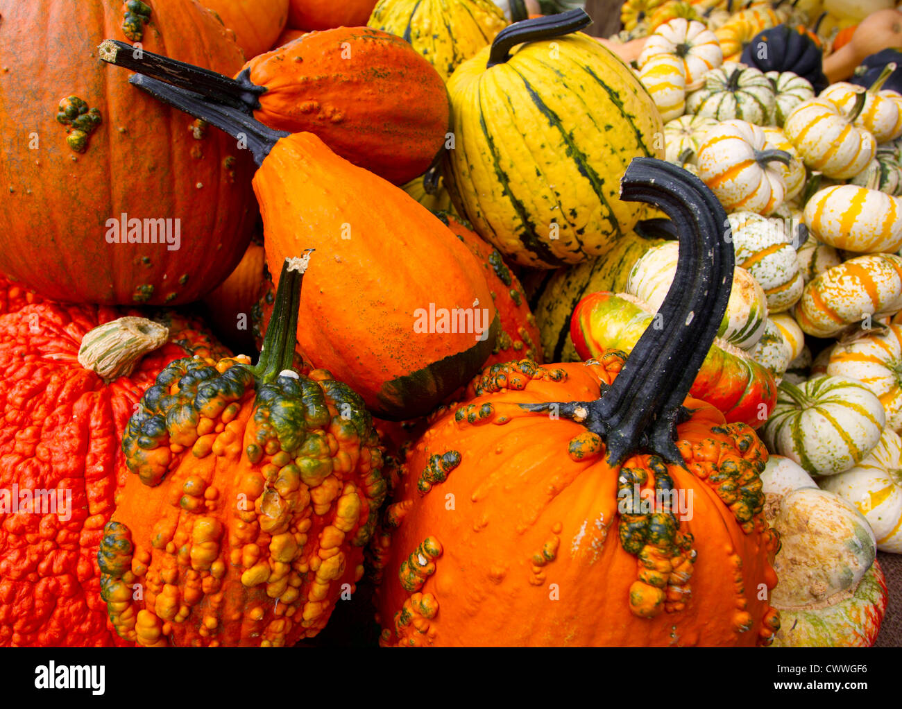 Variety of gourds for sale at an outdoor market Stock Photo Alamy