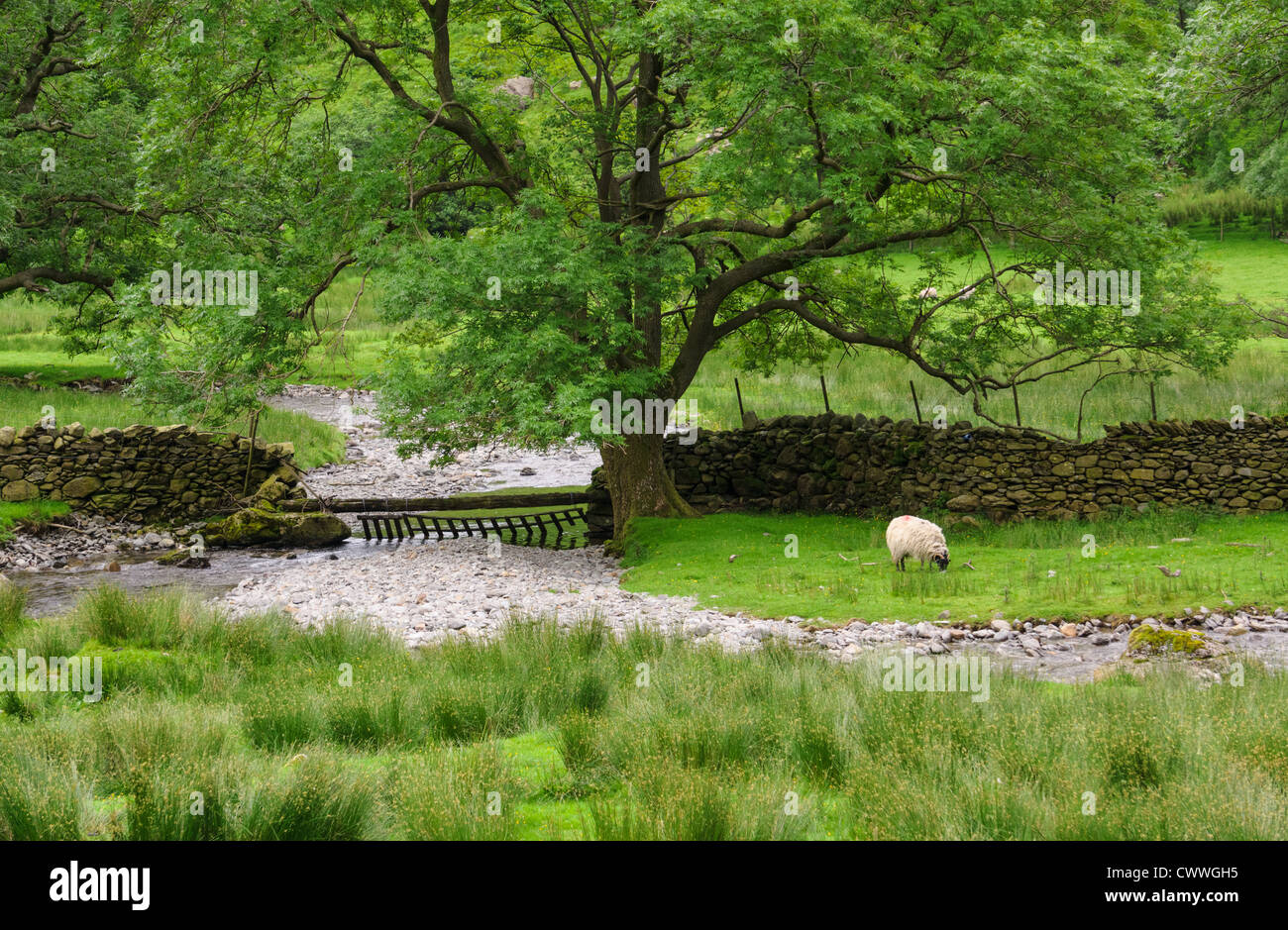 A stream passes under a large tree next to Dovedale Beck in the Lake District, Cumbria. Stock Photo