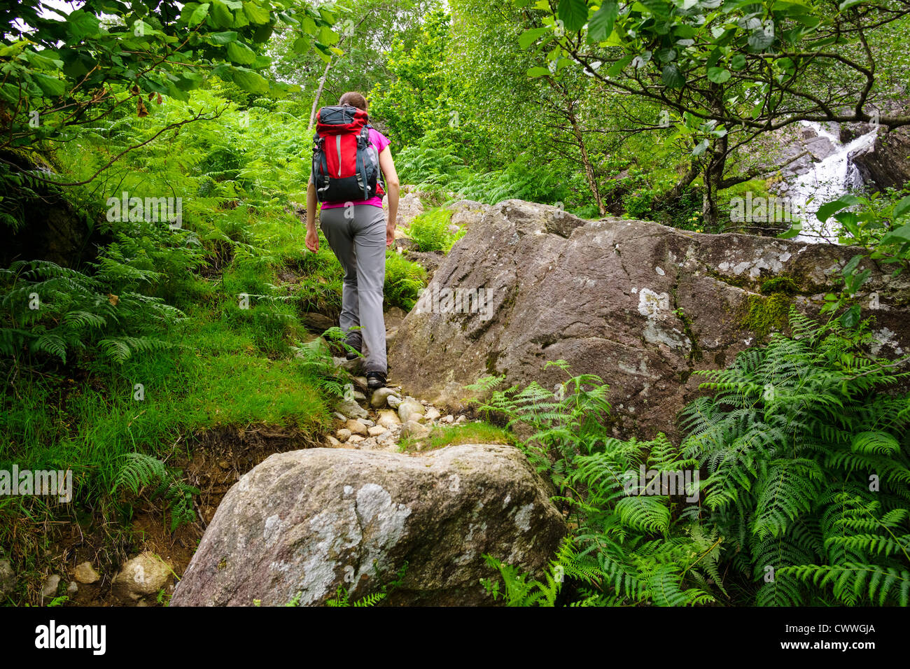 A female hiker walking up amongst the bracken, boulders and trees at Dovedale Beck in the Lake District, Cumbria. Stock Photo