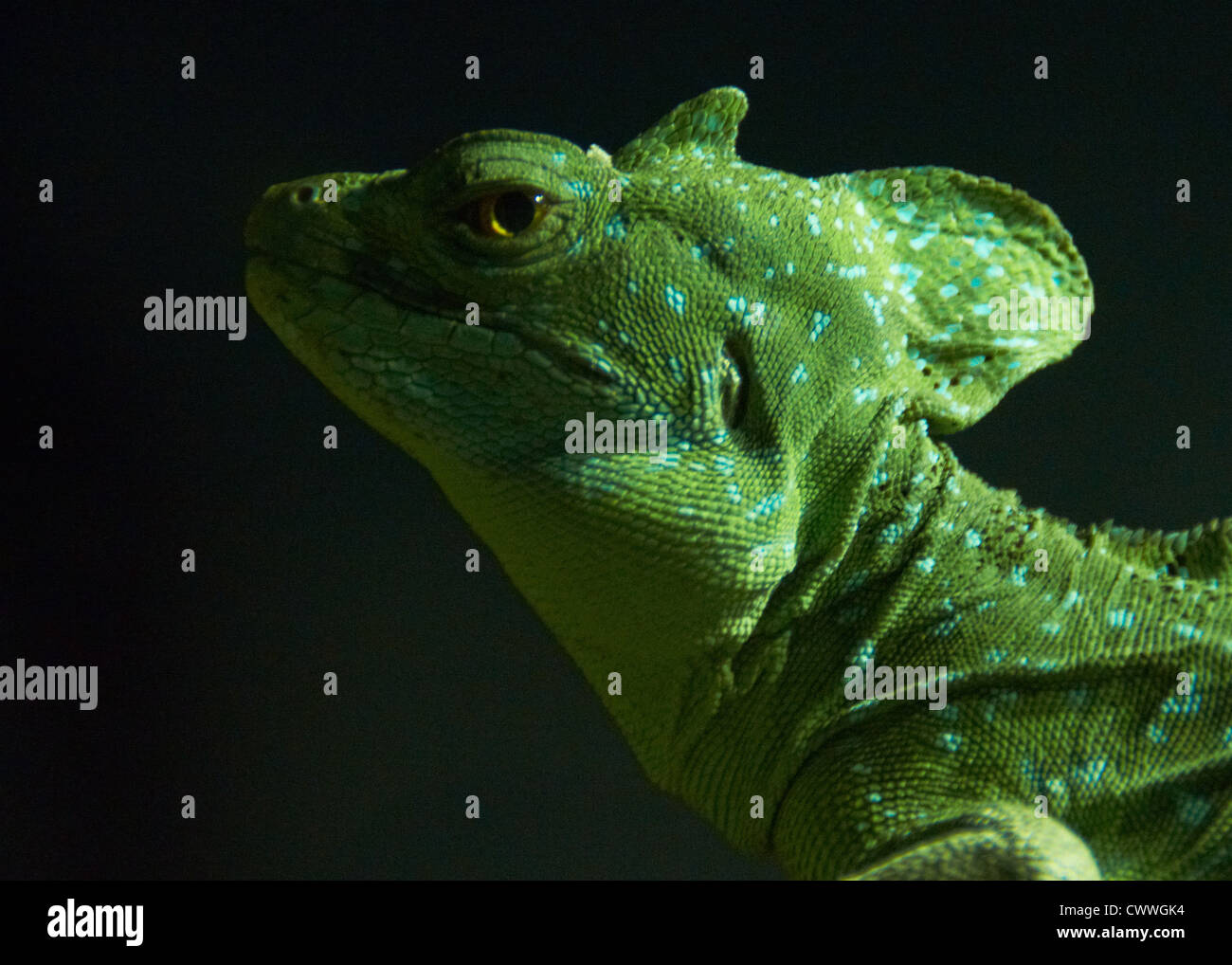 Crested Lizard in the Reptile House at London Zoo Stock Photo Alamy
